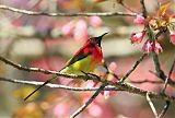 Mrs. Gould's Sunbird